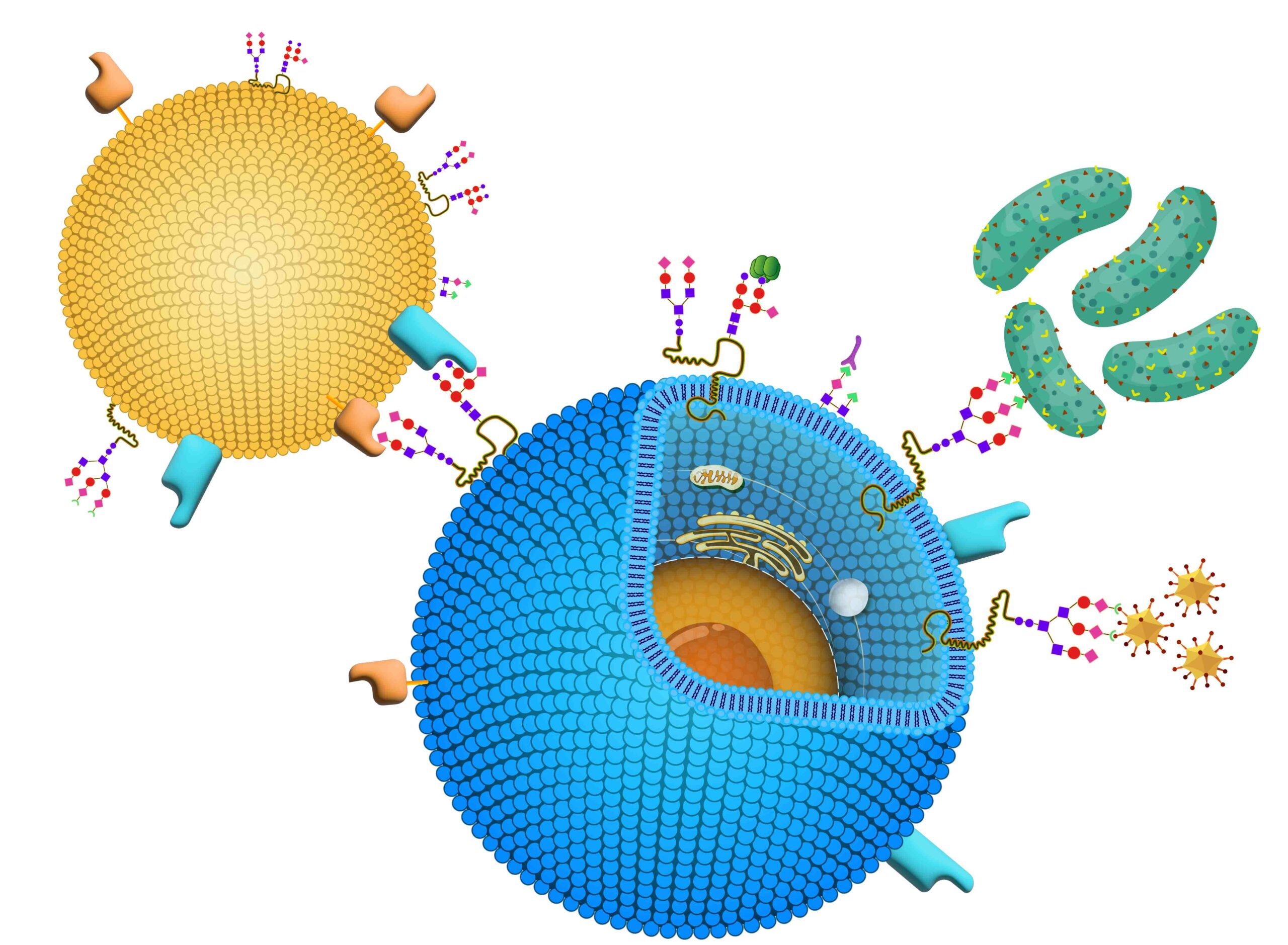 Glycobiology Aquila Bioscience